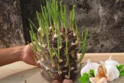 6 koraka kako da gajite bijeli luk kod kuće pa čak iako nemate terasu (VIDEO)