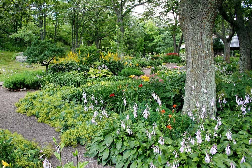 Koje biljke mogu da rastu ispod drveća