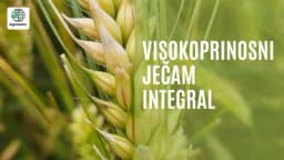 JEČAM INTEGRAL – Visok prinos, otpornost na bolesti, viruse i poleganje