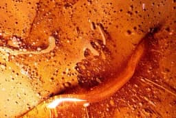 Kako izgleda pokvaren med i kako ga prepoznati?