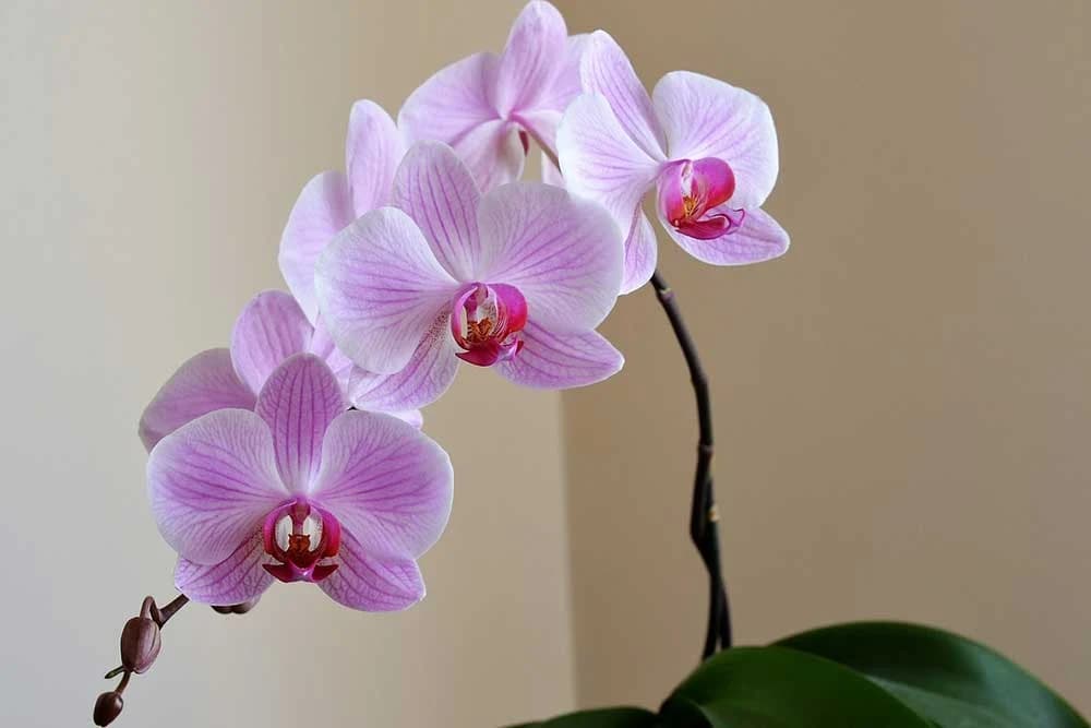 orhideja