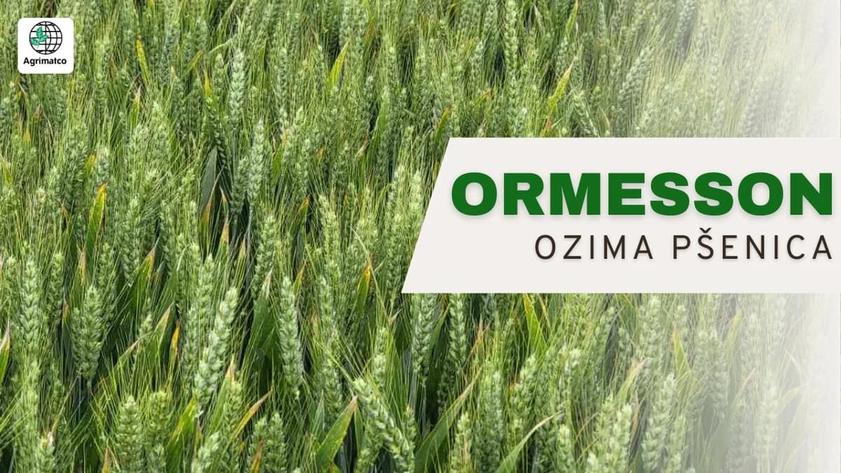 ormesson ozima pšenica