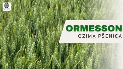ormesson ozima pšenica