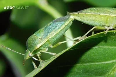 Šta privlači smrdibube u naš dom?