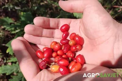 Ljekoviti crveni plodovi drijena