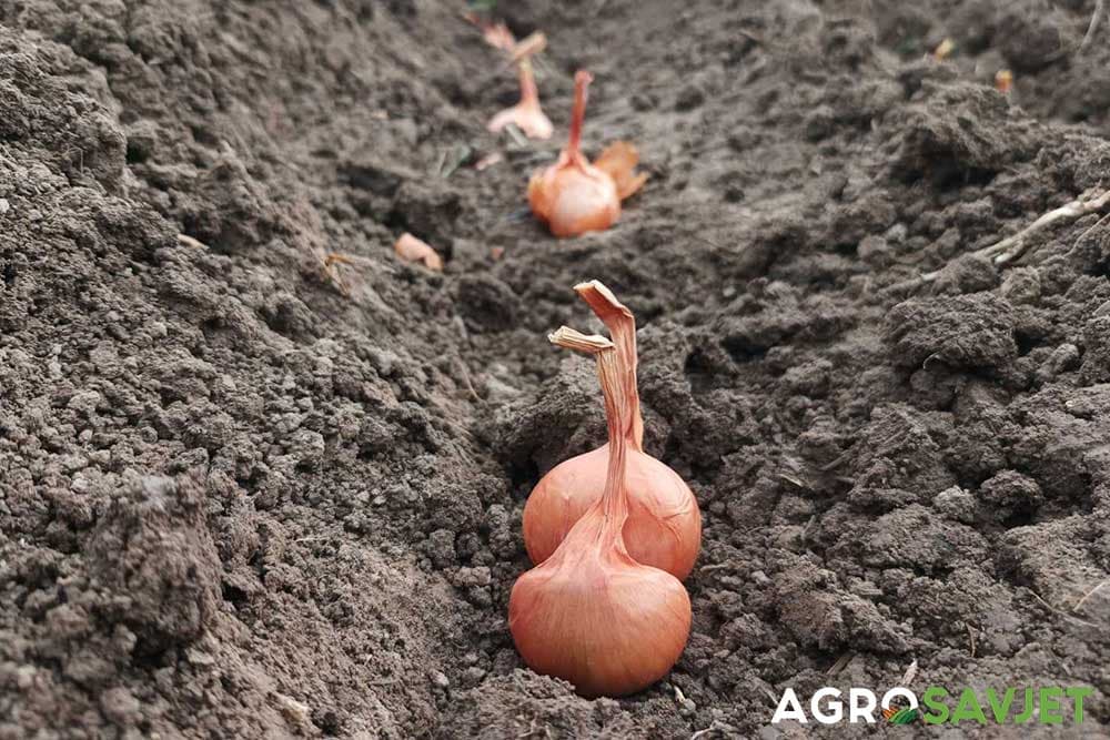 sadnja povrća u oktobru