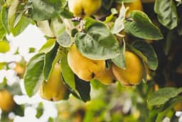 Kada brati dunju, kako prepoznati pravo vrijeme za berbu?