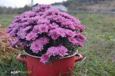 Jesensko cvijeće za vrt koje će oživjeti hladnije mjesece