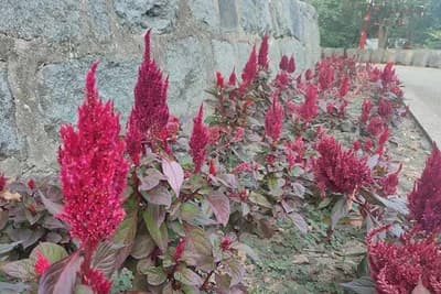 Najljepši jesenji cvijet - Veoma se lako gaji i buja do zime, a jednom zasađen ostaje godinama u dvorištu