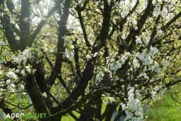 Da li će topla jesen uticati na rod voća?