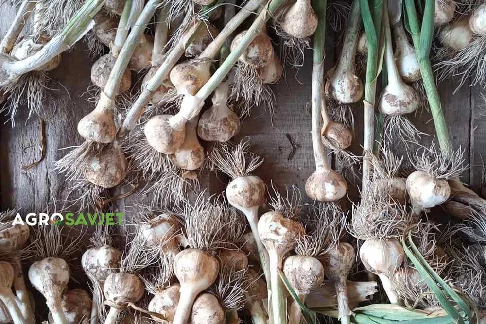 čuvanje bijelog luka