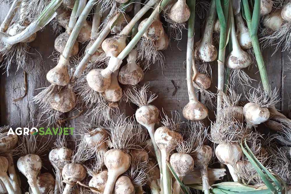 čuvanje bijelog luka