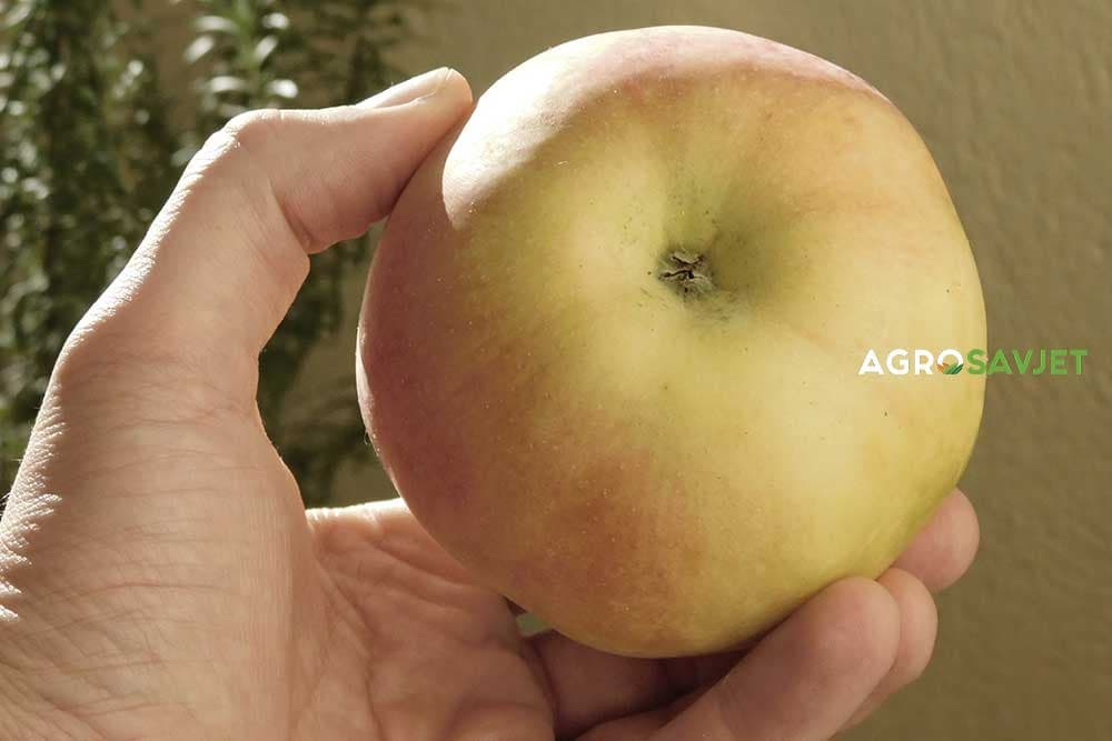 jabuka