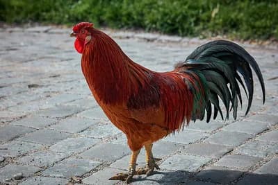 Kopunovo meso je sočnije i ukusnije - kako ga uzgojiti?