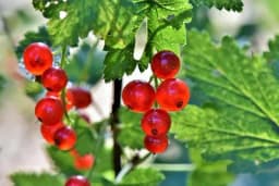 Sadnja ribizle - Jesen je pravi trenutak!