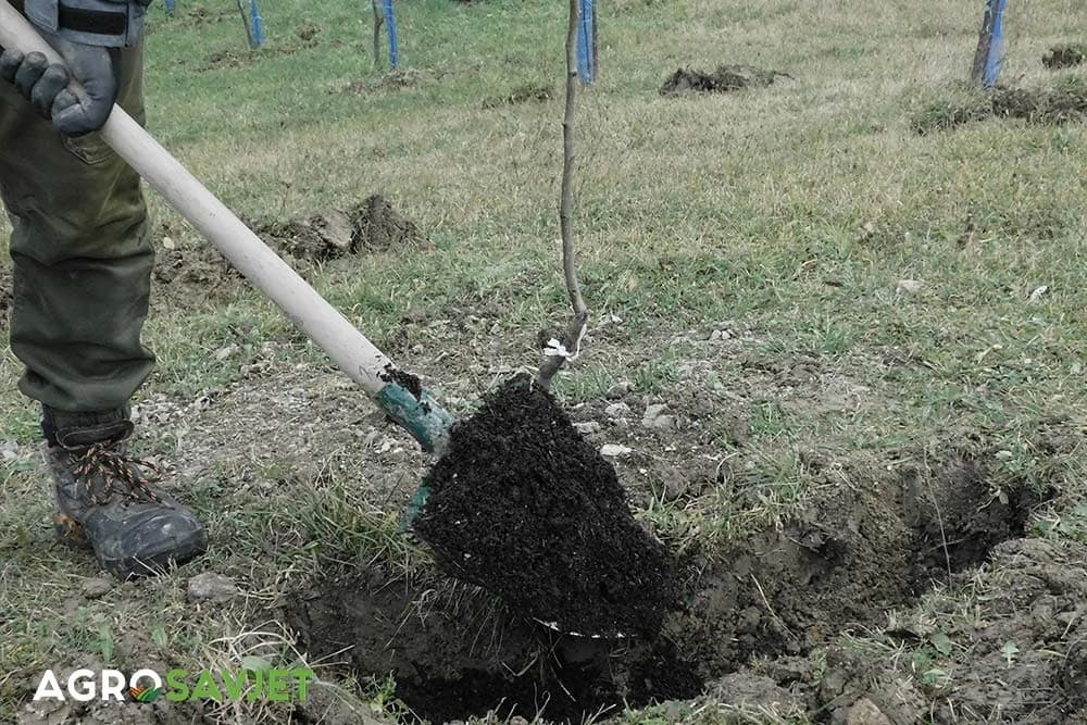đubrenje voćnjaka u jesen