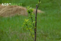 Posadite voće bez greške - Koraci za siguran prijem sadnica