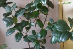 Fikus će narasti do plafona, samo ga poprskajte ovom vodom