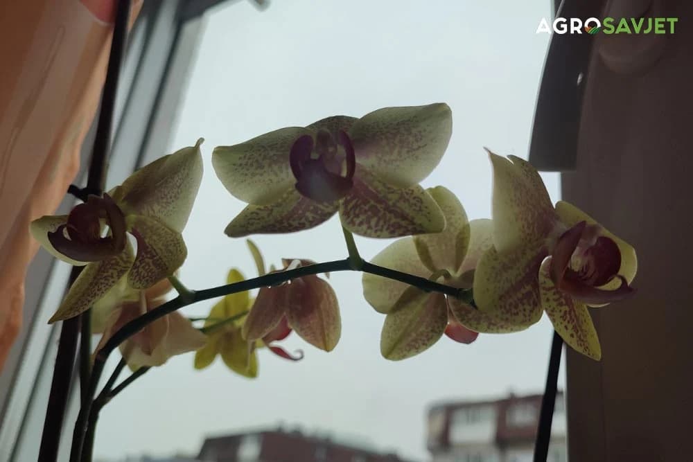 orhideje
