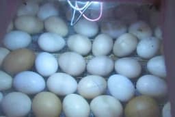 Proces inkubiranja - Optimalni uslovi za različite vrste jaja