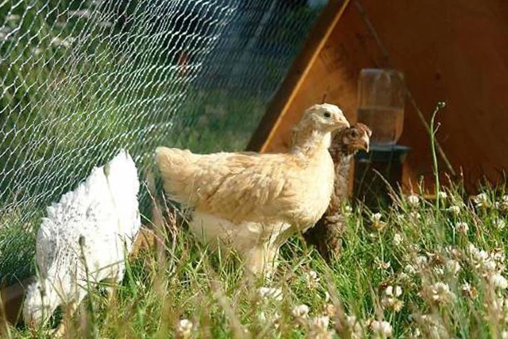 kokošinjac na točkove