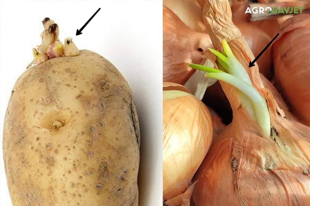 proklijali luk i krompir
