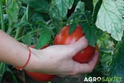 Pored paradajza posadite ovu biljku i rađaće nikad bogatije - Baštovanski trik koji malo ko zna