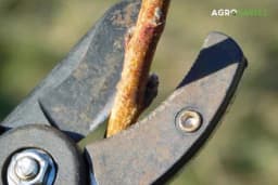 3 biljke koje MORATE da orežete prije kraja avgusta!