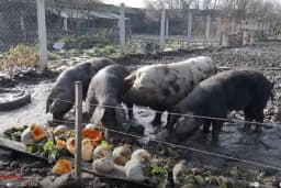 Hrani svinje voćem pa prodaje pršut za 300 EUR - Marko Jevtić iz Velike Plane razvio unosan biznis