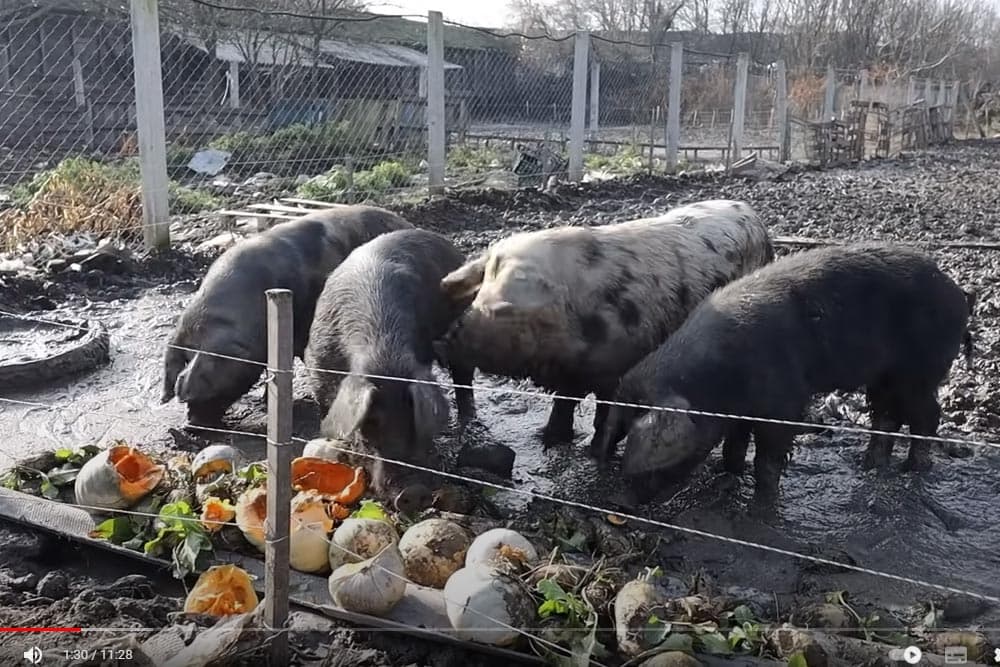 ishrana svinja voćem