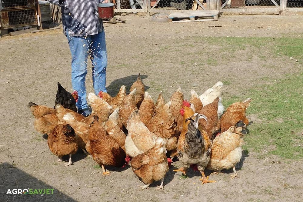 ishrana koka nosilja