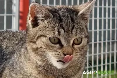 zašto mačke ližu ljude