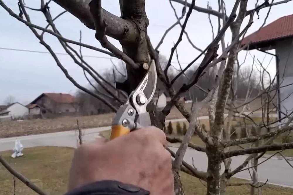 orezivanje smokve