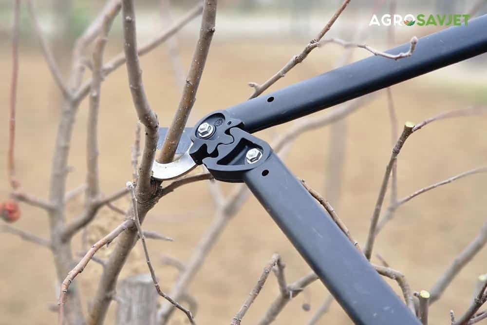 kako orezivati voćke