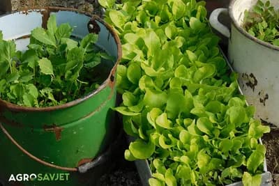 Pradajz, paprika, tikvice....Povrće koje možete uzgajati u kantama: EVO I KAKO