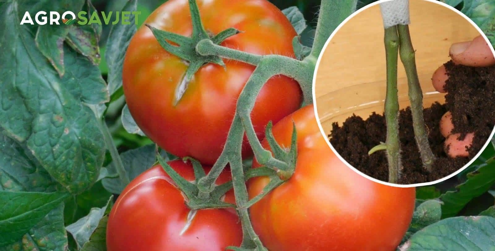 kalemljenje paradajza