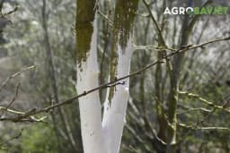 Krečenje voća - Recept za smješu koja će zaštititi stabla
