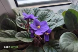 Ljubičice zalivajte ovim eliksirom, cvjetaće bujnije nego ikad prije