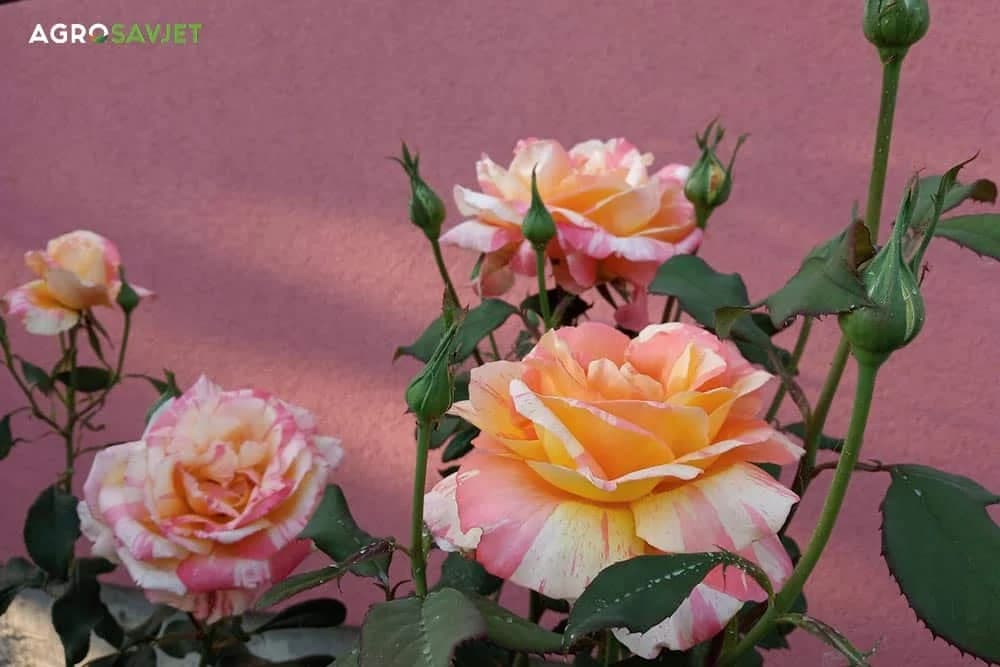 proljećna sadnja ruža