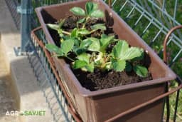 VRIJEME JE DA POSADITE JAGODE U SAKSIJE: Poštujte ova pravila, njegujte ih na OVAJ način i imaćete prelijepe voćke na balkonu