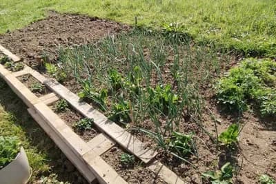 Ovo povrće se sadi u aprilu