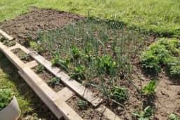 Ovo povrće se sadi u aprilu