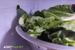 Blitva: Kako je pravilno čuvati i uvrstiti na jelovnik