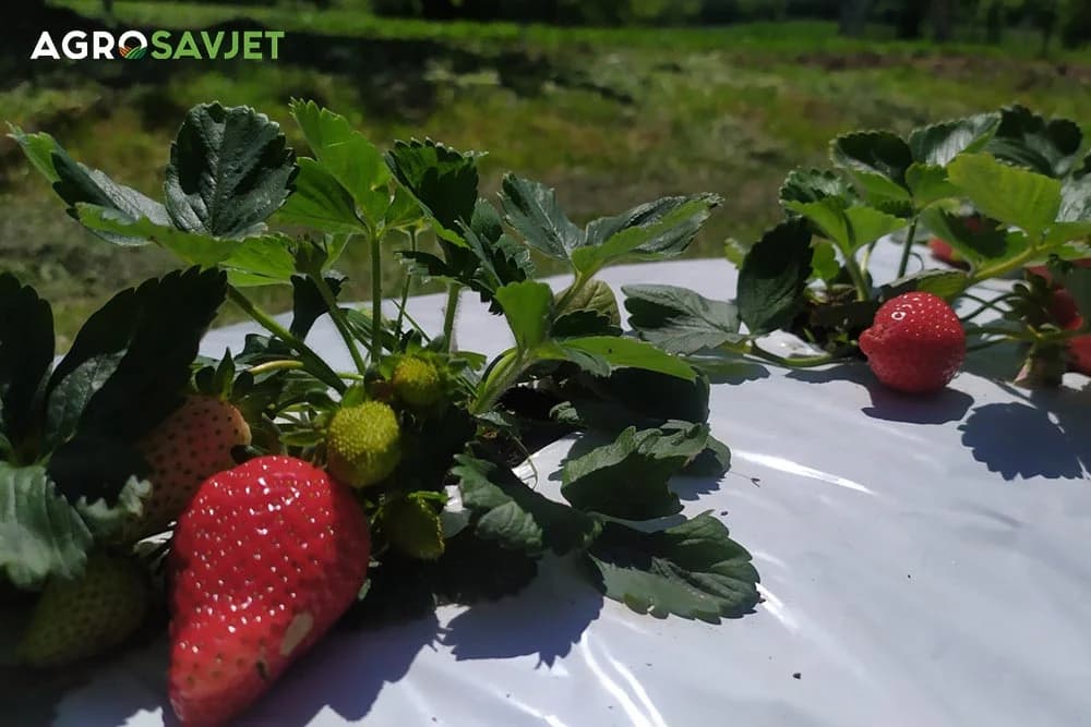 različite sorte jagoda