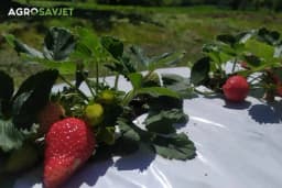 Najbolje sorte jagoda za različite namjene