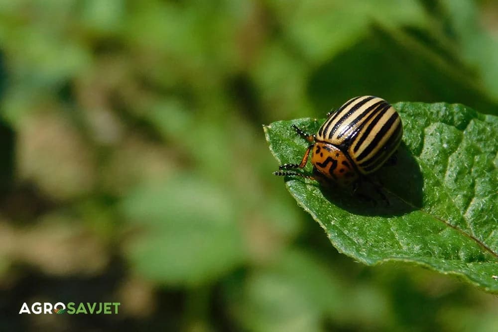 krompirova zlatica štetočina krompira