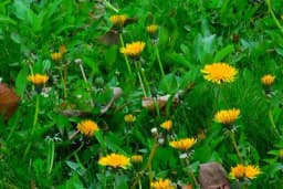 Maslačak - njegova izvanredna ljekovita svojstva su pravi poklon prirode