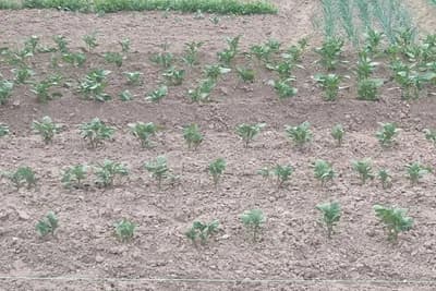 Zašto je bitno ogrtanje krompira i kada nije preporučljivo?