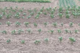 Zašto je bitno ogrtanje krompira i kada nije preporučljivo?