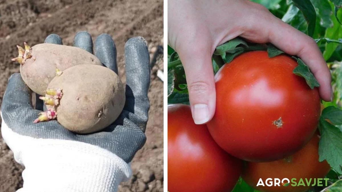 paradajz i krompir